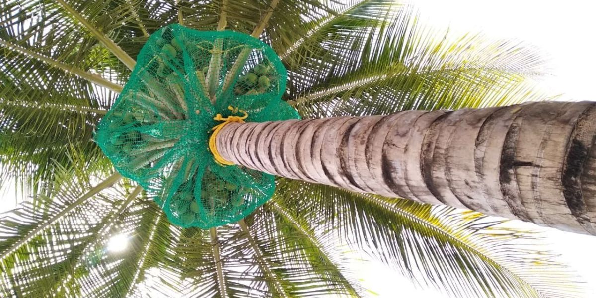 Coconut Tree Safety Nets